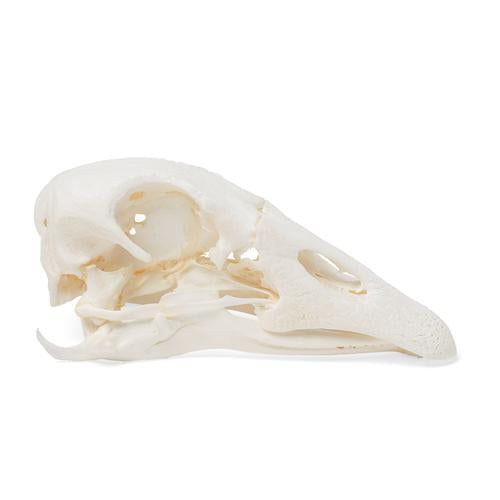 Image 4 - GOOSE SKULL (ANSER ANSER DOMESTICUS), SPECIMEN