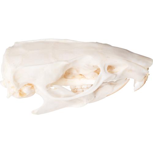 Image 4 - RAT SKULL (RATTUS RATTUS), SPECIMEN