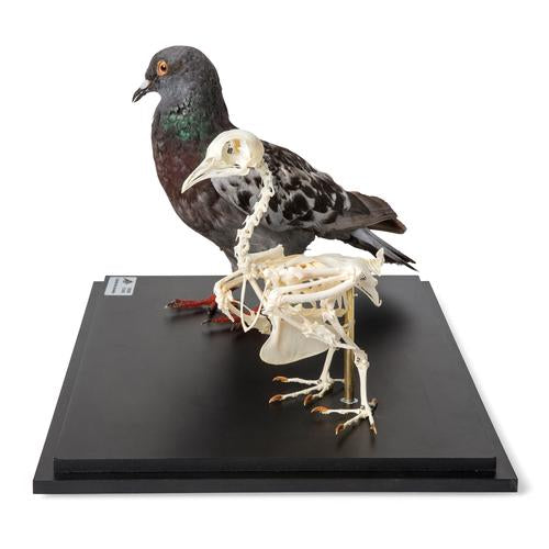 Image 2 - PIGEON AND PIGEON SKELETON (COLUMBA LIVIA DOMESTICA), IN DISPLAY CASE, SPECIMENS