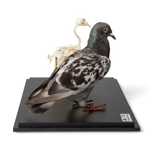 Image 4 - PIGEON AND PIGEON SKELETON (COLUMBA LIVIA DOMESTICA), IN DISPLAY CASE, SPECIMENS