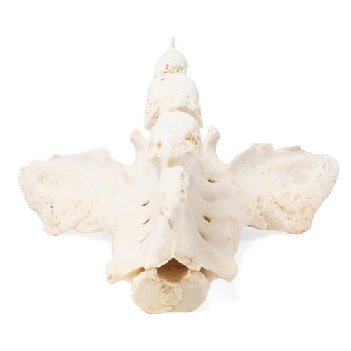 Image 3 - HORSE (EQUUS FERUS CABALLUS), SACRUM