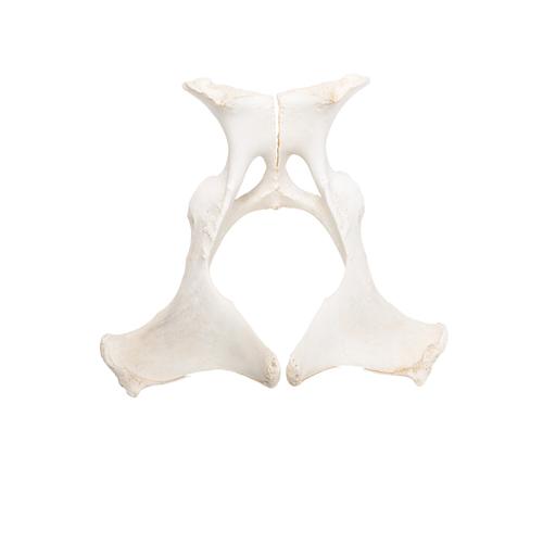 Image 2 - HORSE (EQUUS FERUS CABALLUS), PELVIS