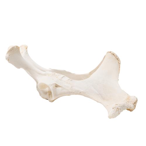 Image 3 - HORSE (EQUUS FERUS CABALLUS), PELVIS