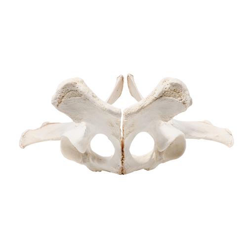 Image 4 - HORSE (EQUUS FERUS CABALLUS), PELVIS