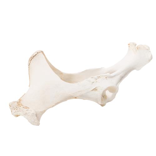 Image 5 - HORSE (EQUUS FERUS CABALLUS), PELVIS