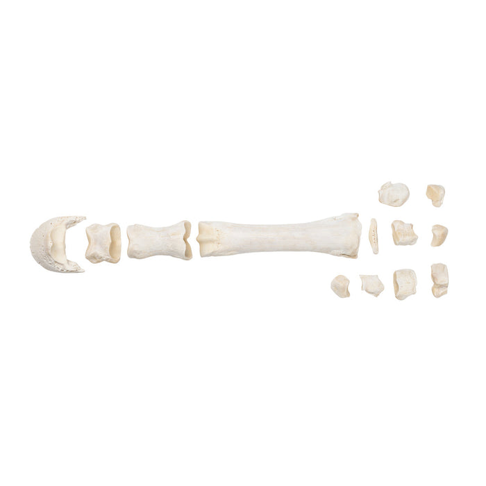 Horse metacarpal bones