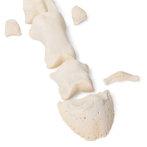 Image 2 - HORSE METATARSAL BONES