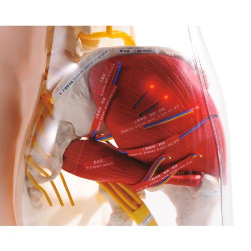 Image 3 - TWO-IN-ONE INTRAMUSCULAR INJECTION MODEL OF BUTTOCKS TYPE 2