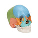 Image 3 - BEAUCHENE ADULT HUMAN SKULL MODEL, DIDACTIC COLORED VERSION, 22 PART - 3B SMART ANATOMY