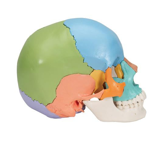 Image 4 - BEAUCHENE ADULT HUMAN SKULL MODEL, DIDACTIC COLORED VERSION, 22 PART - 3B SMART ANATOMY