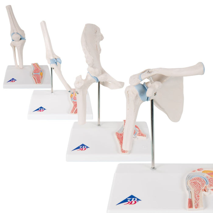 Anatomy Set Mini Joints