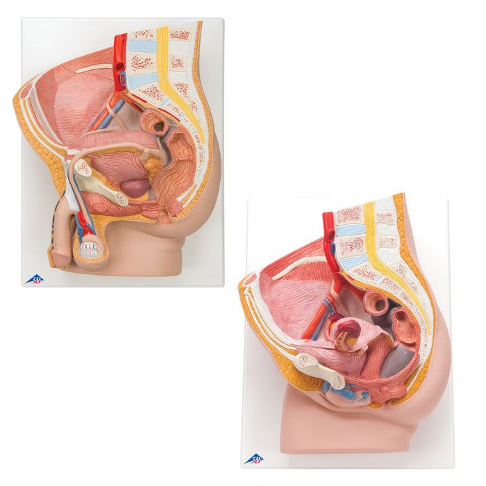 Anatomy Set Pelvis