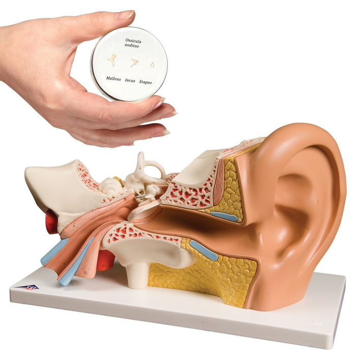 Anatomy Set Ear