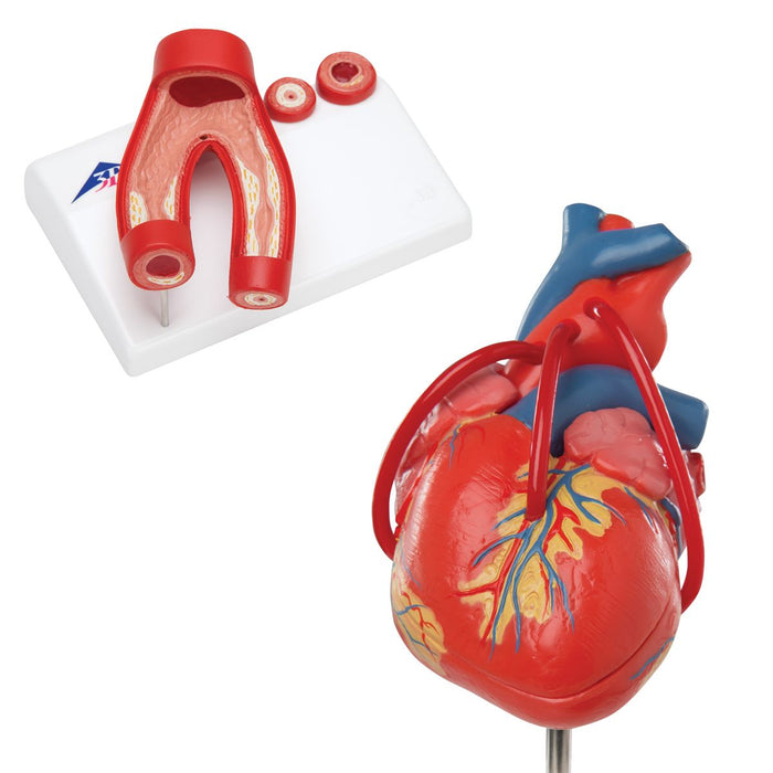 Anatomy Set Heart