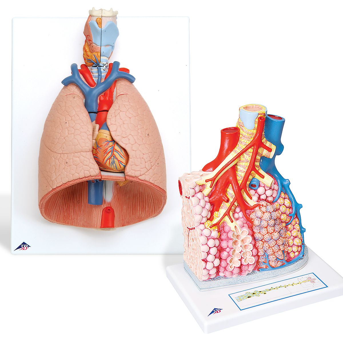 Anatomy Set Lung — Health Simulation