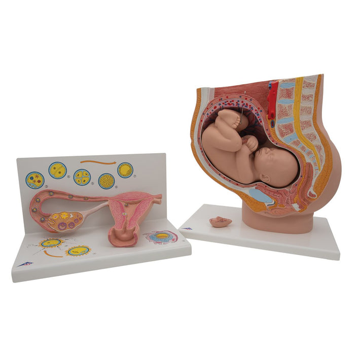 Anatomy Set Pregnancy