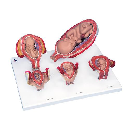 Image 6 - INTRO TO OBSTETRICS LAB BASIC SET