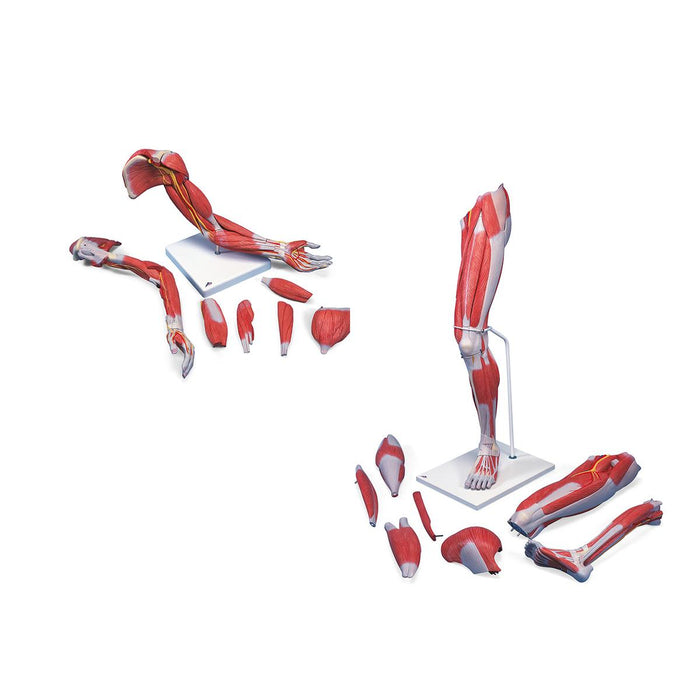 Anatomy Set Life-Sized Muscled Arm & Leg Luxury