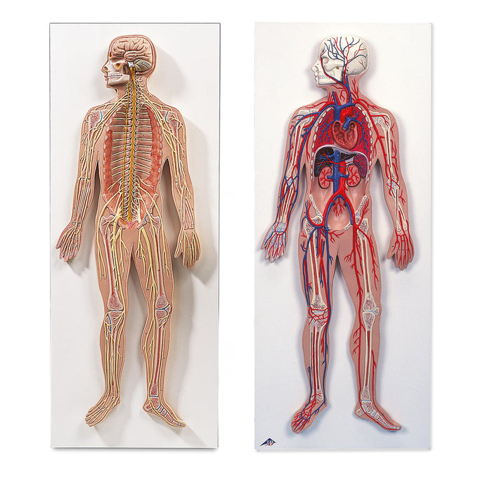 Anatomy Set Nervous & Circulatory Systems