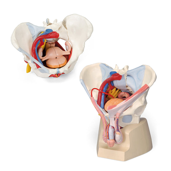 Anatomy Set Male & Female Pelvis Luxury