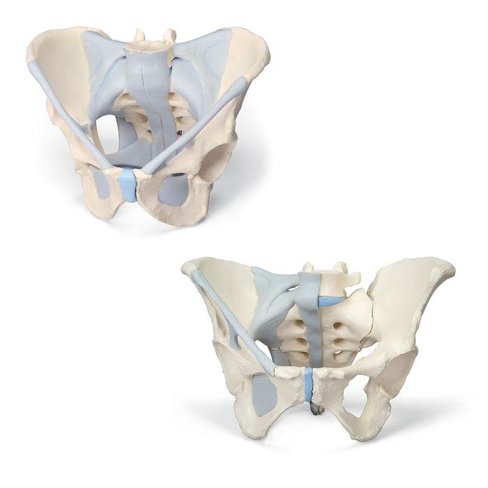 Anatomy Set Male & Female Pelvic Skeleton with Ligaments