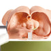 Image 2 - UROLOGICAL PRACTICE TRAINER