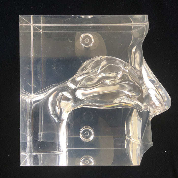 Image 3 - TRANSPARENT NASAL CAVITY MODEL