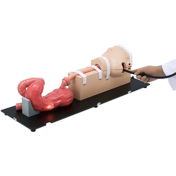 Esophago –Gastro-Duodenoscopy (Egd) Simulator