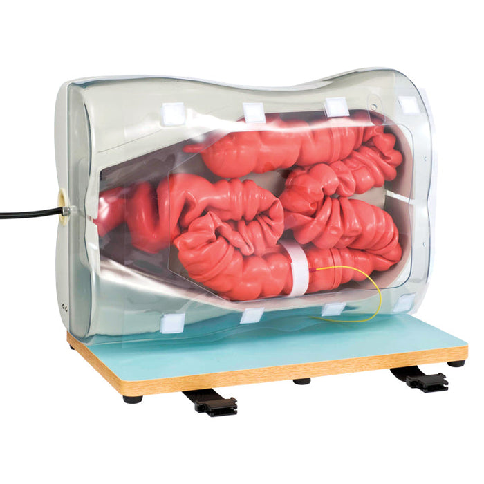 Colonoscopy (Lower Gi Endoscopy) Simulator Type Ii