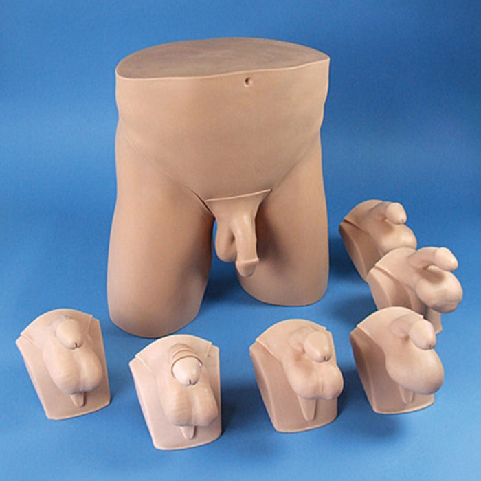 Advanced Clinical Male Pelvic Trainer Mk2