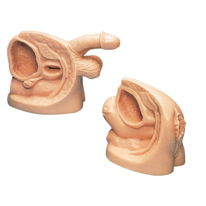 Male And Female Catheter Model Set