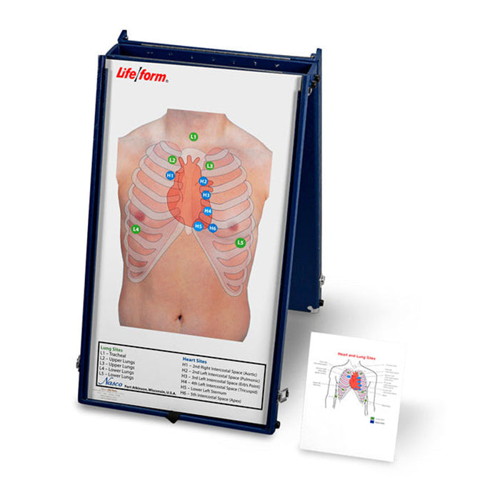 Anterior Auscultation Practice Board And Case