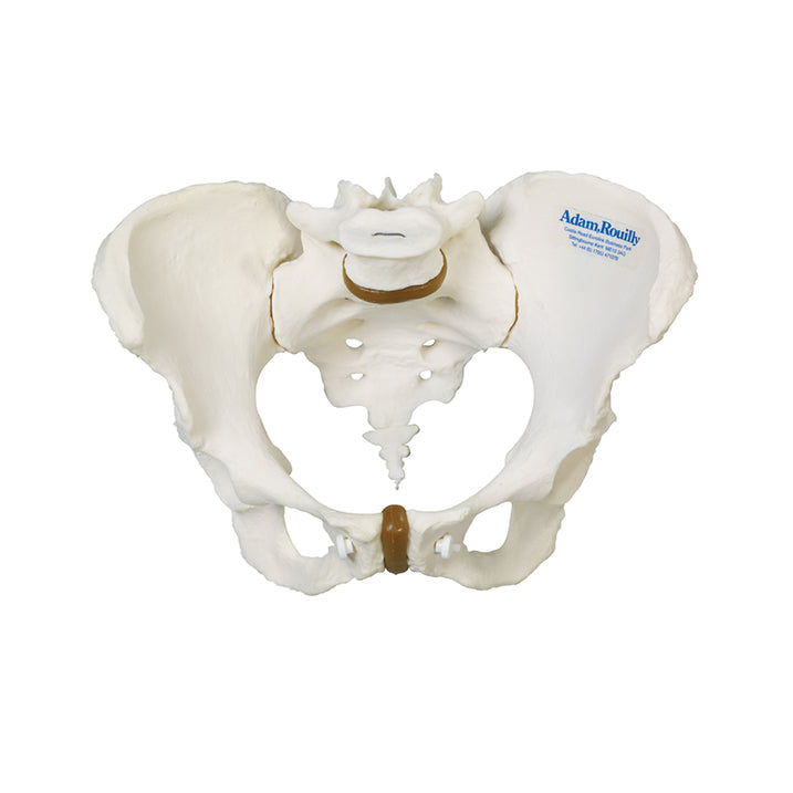 Female Pelvis — Health Simulation