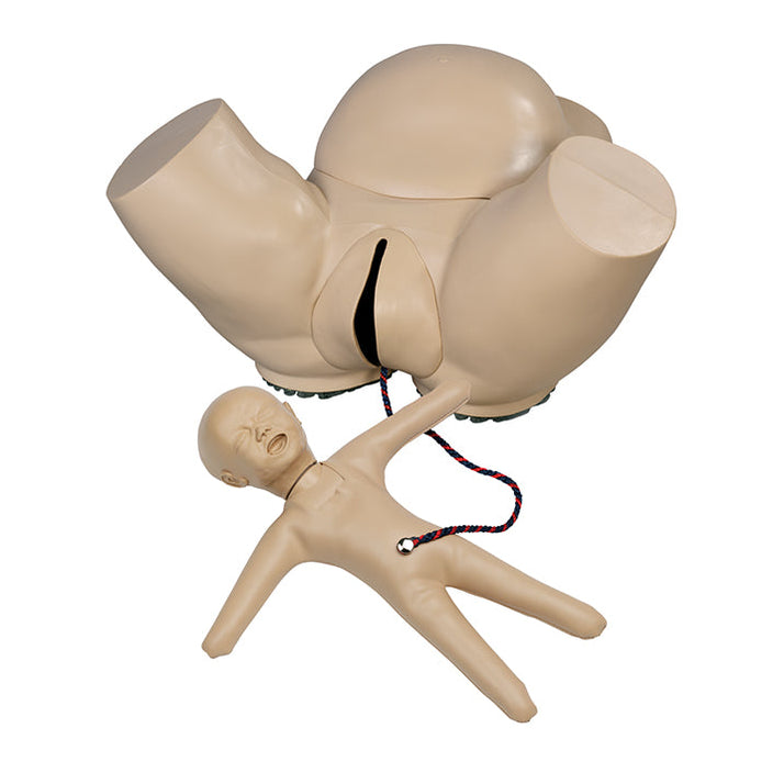 Obstetric Phantom With Fetal Doll, Light — Health Simulation