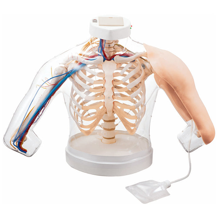 Intramuscular Injection Model Of Upper Arm Muscles