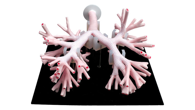 Image 3 - BRONCHOSCOPY TRAINING MODEL