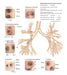 Image 4 - BRONCHOSCOPY TRAINING MODEL