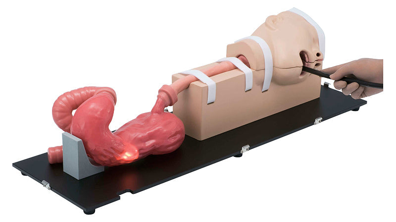 EGD (EsophagoGastroDuodenoscopy) Simulator