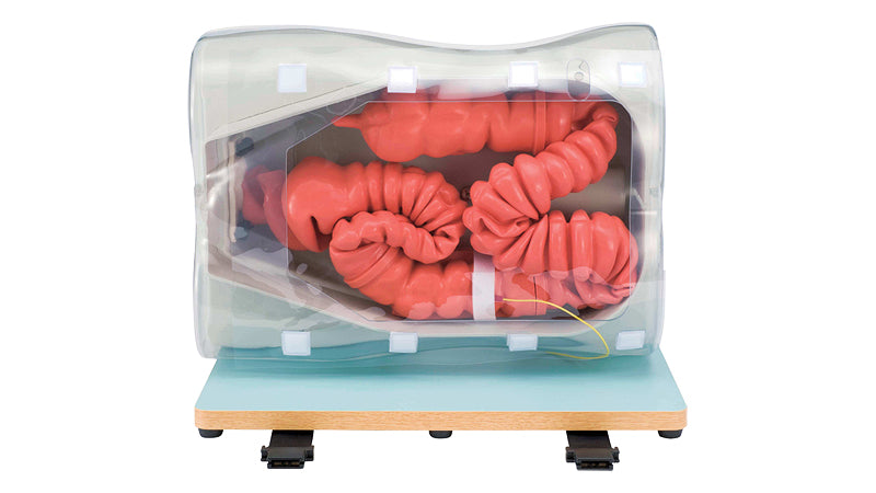 Colonoscopy (Lower GI Endoscopy) Simulator Type Ⅱ — Health Simulation
